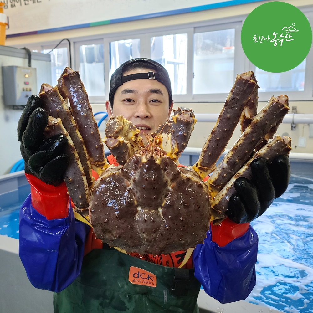 러시아 동해 속초 활 대왕 블루 킹크랩 자숙 선어 활어 1kg 시세 싯가 홈파티음식배달