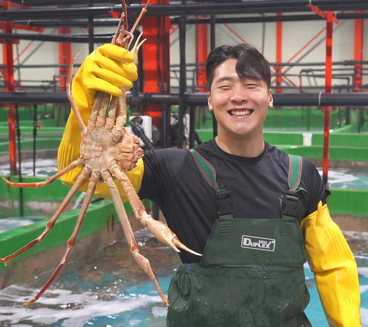 우리푸드 러시아 대게 1kg 활대게 마가단 프리모리 동사할린 박달대게 자숙대게 특A급 수율보장