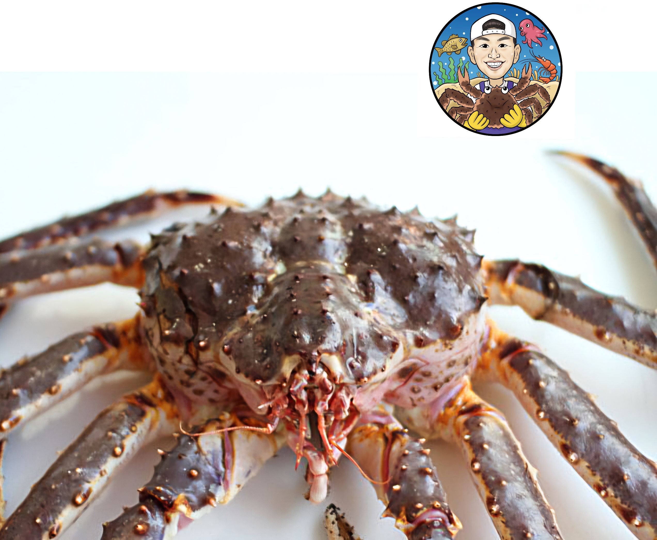 킹크랩 2kg-4kg 블루 레드 하나사키 활킹크랩 꼬물이 자숙 시세 싯가 러시아 브라운