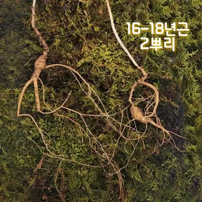 자연산 산삼 지종삼 산양삼 산양산삼 효능 먹는법 구별법 26-29년근x1뿌리